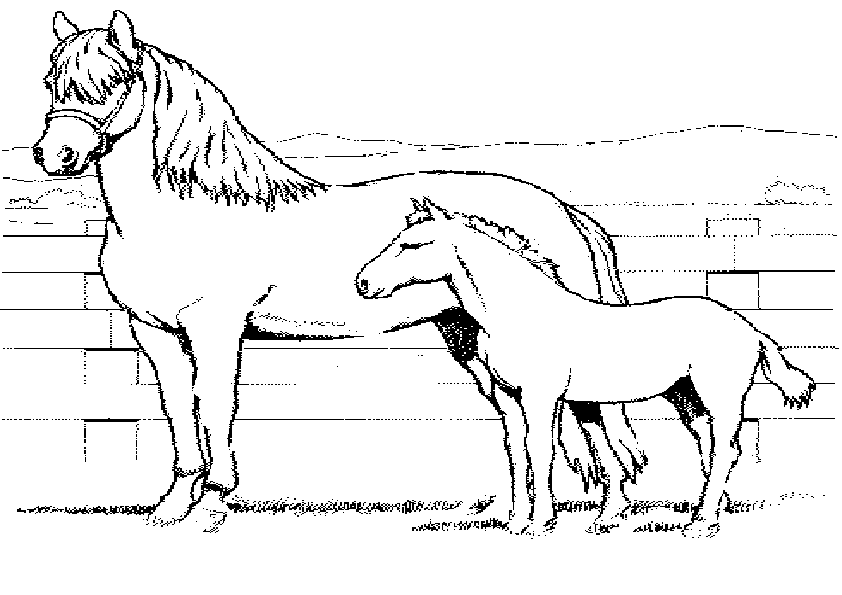 Pferde-37