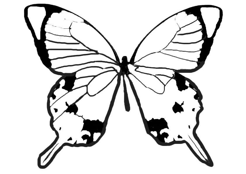 Ausmalbilder Schmetterling 10